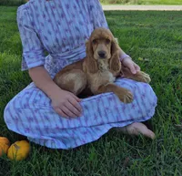 Autumn, a female Cocker Spaniel for sale in Hurdland, MO – 4 of 7