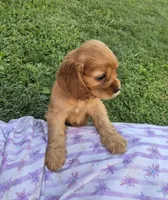 sweetie, a female Cocker Spaniel for sale in Hurdland, MO – 7 of 10