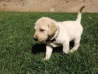 Labrador retriever puppy , a male Labrador Retriever for sale in Loch Lomond, CA – Photo 3 of 5