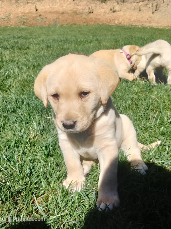 Labrador retriever puppy  – Labrador Retriever puppy for sale in Loch Lomond, CA