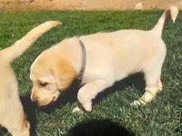 Labrador retriever puppy , a male Labrador Retriever for sale in Loch Lomond, CA – Photo 2 of 5