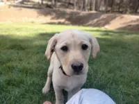 Labrador retriever puppy  female , a female Labrador Retriever for sale in Loch Lomond, CA – Photo 1 of 6