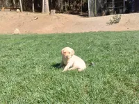 Labrador retriever puppy , a male Labrador Retriever for sale in Loch Lomond, CA – Photo 5 of 5