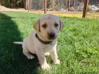 Labrador retriever puppy , a male Labrador Retriever for sale in Loch Lomond, CA – Photo 4 of 5
