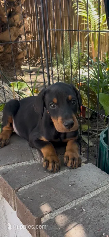Jack – Doberman Pinscher puppy for sale in Hemet, CA