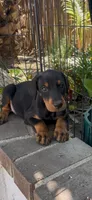 Jack, a  Doberman Pinscher for sale in Hemet, CA – 1 of 5