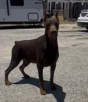 Ricky, a male Doberman Pinscher for sale in Hemet, CA – 9 of 9