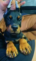 Macy, a female Doberman Pinscher for sale in Hemet, CA – 3 of 8