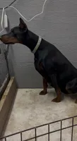 Princess , a female Doberman Pinscher for sale in Hemet, CA – 2 of 7