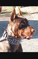 Harley , a male Doberman Pinscher for sale in Hemet, CA – 2 of 10
