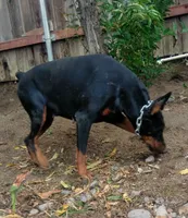 Ricky, a male Doberman Pinscher for sale in Hemet, CA – 7 of 9
