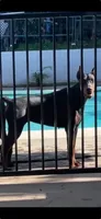 Princess , a female Doberman Pinscher for sale in Hemet, CA – 5 of 7