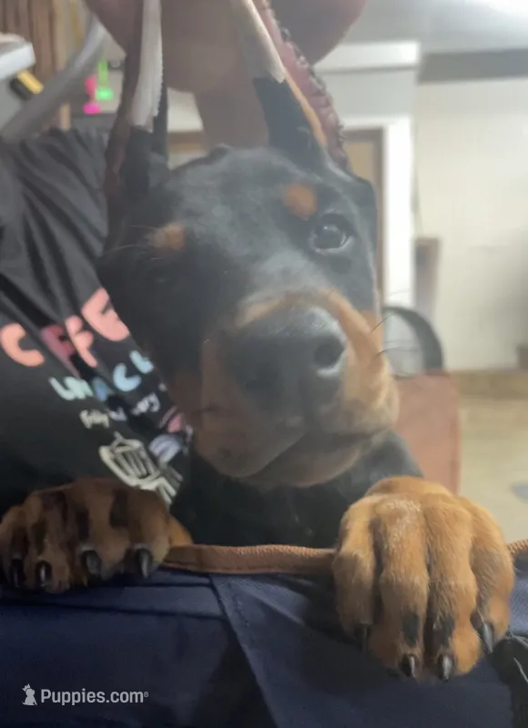 Max – Doberman Pinscher puppy for sale in Hemet, CA