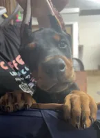 Max, a male Doberman Pinscher for sale in Hemet, CA – 1 of 5