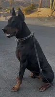 Macy, a female Doberman Pinscher for sale in Hemet, CA – 8 of 8