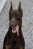 Harley , a male Doberman Pinscher for sale in Hemet, CA – 5 of 10