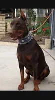 Harley , a male Doberman Pinscher for sale in Hemet, CA – 4 of 10