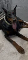 Jack, a  Doberman Pinscher for sale in Hemet, CA – 2 of 5