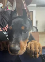 Max, a male Doberman Pinscher for sale in Hemet, CA – 5 of 5