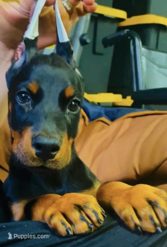 Macy – Doberman Pinscher puppy for sale in Hemet, CA