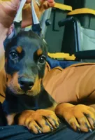 Macy, a female Doberman Pinscher for sale in Hemet, CA – 1 of 8