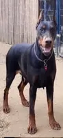 Macy, a female Doberman Pinscher for sale in Hemet, CA – 3 of 5