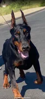 Princess , a female Doberman Pinscher for sale in Hemet, CA – 7 of 7