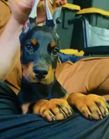 Macy, a female Doberman Pinscher for sale in Hemet, CA – 4 of 8
