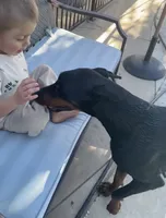 Macy, a female Doberman Pinscher for sale in Hemet, CA – 5 of 5