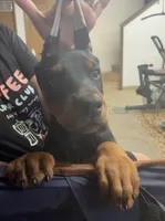 Max, a male Doberman Pinscher for sale in Hemet, CA – 3 of 5