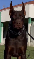 Harley , a male Doberman Pinscher for sale in Hemet, CA – 6 of 10