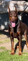 Harley , a male Doberman Pinscher for sale in Hemet, CA – 8 of 10