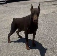 Ricky, a male Doberman Pinscher for sale in Hemet, CA – 2 of 9