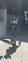Max, a male Doberman Pinscher for sale in Hemet, CA – 6 of 7