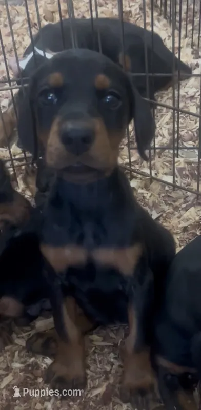 Princess  – Doberman Pinscher puppy for sale in Hemet, CA