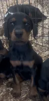 Princess , a female Doberman Pinscher for sale in Hemet, CA – 1 of 7