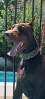 Jack, a  Doberman Pinscher for sale in Hemet, CA – 3 of 5