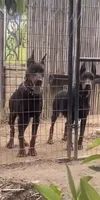 Macy, a female Doberman Pinscher for sale in Hemet, CA – 6 of 8