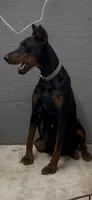 Princess , a female Doberman Pinscher for sale in Hemet, CA – 3 of 7