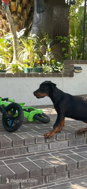 Macy – Doberman Pinscher puppy for sale in Hemet, CA