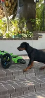 Macy, a female Doberman Pinscher for sale in Hemet, CA – 1 of 5