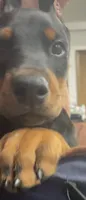 Max, a male Doberman Pinscher for sale in Hemet, CA – 2 of 5
