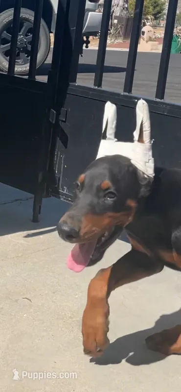 Max – Doberman Pinscher puppy for sale in Hemet, CA
