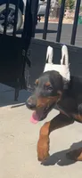 Max, a male Doberman Pinscher for sale in Hemet, CA – 1 of 7