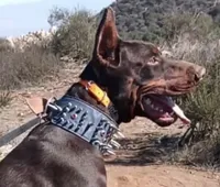 Harley , a male Doberman Pinscher for sale in Hemet, CA – 9 of 10