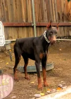 Ricky, a male Doberman Pinscher for sale in Hemet, CA – 4 of 9
