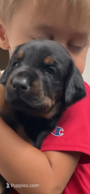 Harley  – Doberman Pinscher puppy for sale in Hemet, CA