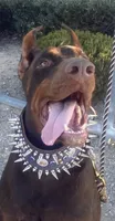 Harley , a male Doberman Pinscher for sale in Hemet, CA – 7 of 10
