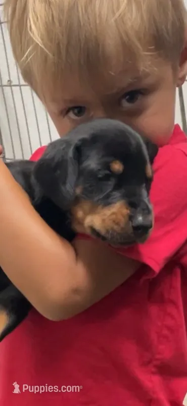Ricky – Doberman Pinscher puppy for sale in Hemet, CA