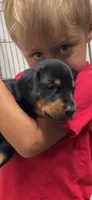 Ricky, a male Doberman Pinscher for sale in Hemet, CA – 1 of 1